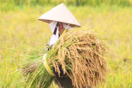 Quảng Bình: Nông dân ra đồng gặt lúa giữa cái nắng 40 độ C