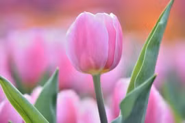 3 con giáp được sao tốt chiếu mệnh, sự nghiệp khởi sắc