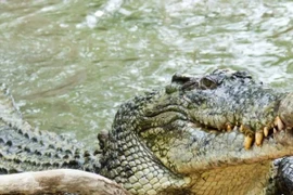 Động vật nào có lực cắn mạnh nhất thế giới?