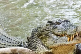 Động vật nào có lực cắn mạnh nhất thế giới?