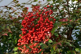 Cây cảnh 4 mùa rực rỡ, mang lại tài lộc, phúc khí cho gia đình