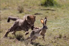 Video: Bài học "vỡ lòng" của báo săn con 