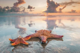 Sao biển có thể "đi bộ" với tốc độ 1m/phút 