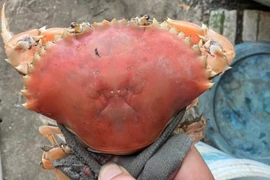 Cua biển sống có màu cam độc lạ như cua luộc