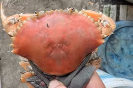 Cua biển sống có màu cam độc lạ như cua luộc