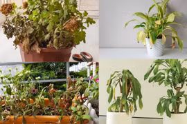 Cây cảnh trong nhà có dấu hiệu này là có điềm, gia chủ nên biết