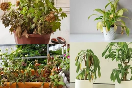 Cây cảnh trong nhà có dấu hiệu này là có điềm, gia chủ nên biết