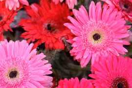 Cuối tháng 2, ba con giáp có sự nghiệp như cá gặp nước