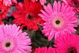 Cuối tháng 2, ba con giáp có sự nghiệp như cá gặp nước