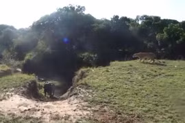 Video: Cậy đông trêu chọc trâu rừng, sư tử “ê mặt” vì bị đuổi