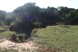 Video: Cậy đông trêu chọc trâu rừng, sư tử “ê mặt” vì bị đuổi