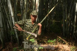 Kiếm tiền triệu mỗi ngày nhờ nghề săn trứng kiến ở Bắc Giang