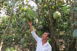 Bán đặc sản tiến vua, ngồi đếm cây thu tiền triệu mỗi ngày