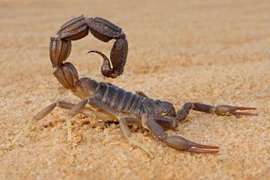 Tại sao bọ cạp đứng đầu trong ngũ độc, vượt mặt cả loài rắn rết?