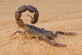 Tại sao bọ cạp đứng đầu trong ngũ độc, vượt mặt cả loài rắn rết?