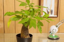 Top 5 cây phong thủy để bàn giúp dân công sở tài lộc ‘ầm ầm’ 