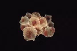 Tuổi thọ của loài người có thể đạt tới 1.000