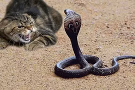 Những màn giao chiến giữa mèo với rắn