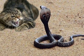 Những màn giao chiến giữa mèo với rắn