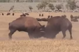 Video: Màn húc nhau kịch tính giữa 2 con bò rừng bison