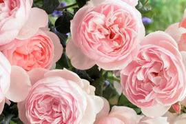 Ai sinh vào 3 tháng Âm lịch này nhân hậu, gặp hung hóa cát