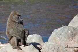 Video: Thổ dân lừa khỉ đầu chó để lấy nước 