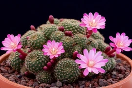 5 loại cây xua đuổi tà ma, trừ âm khí quấy phá trong nhà