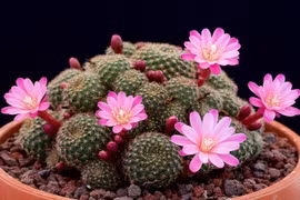 5 loại cây xua đuổi tà ma, trừ âm khí quấy phá trong nhà