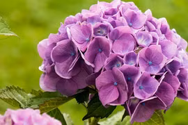 3 con giáp giỏi giao tiếp, quyết đoán, nửa cuối tháng 8 giàu sang