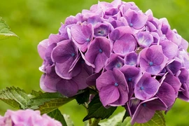 3 con giáp giỏi giao tiếp, quyết đoán, nửa cuối tháng 8 giàu sang