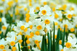 Nhà có 4 loại hoa này, không phú quý ắt gặp may