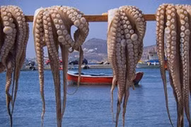 Loài 9 não, 3 quả tim như "quái vật", nay là thứ bán "đắt hàng" vì khách mua ầm ầm