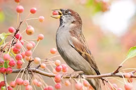 Đầu tháng 9 Âm lịch, 4 con giáp tiền tiêu rủng rỉnh