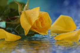 Phụ nữ sinh vào 5 ngày Âm lịch này, vượng phu ích tử