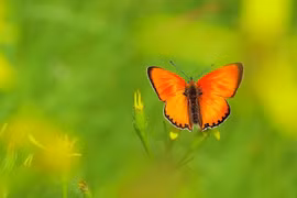 Người sinh ngày Âm lịch này theo đuổi thành công, trung niên “thu hoạch“