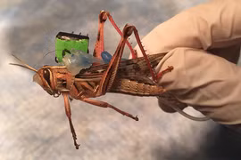 Cào cào "đánh hơi" được tế bào ung thư