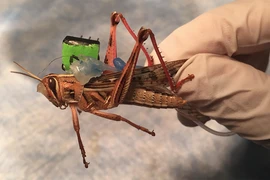 Cào cào "đánh hơi" được tế bào ung thư