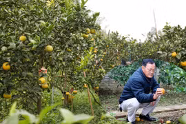 Cam "tiến Vua" 80 nghìn một quả rụng hàng loạt, nông dân lo lắng