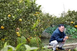 Cam "tiến Vua" 80 nghìn một quả rụng hàng loạt, nông dân lo lắng