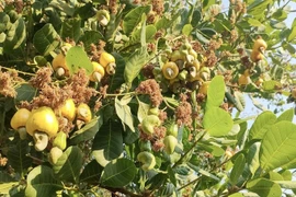 Khách Mỹ ưa chuộng, loại hạt của Việt Nam thu 3,64 tỷ USD