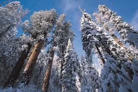 Tuyết phủ trắng rừng cây đại thụ cao nhất nước Mỹ đẹp như cổ tích