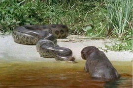 Video: Đại chiến khốc liệt giữa báo đen và trăn khổng lồ 