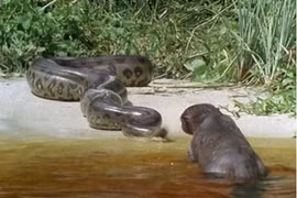 Video: Đại chiến khốc liệt giữa báo đen và trăn khổng lồ 