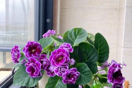 6 cây cảnh cát tường, gánh hộ gia chủ mọi muộn phiền