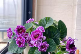 6 cây cảnh cát tường, gánh hộ gia chủ mọi muộn phiền