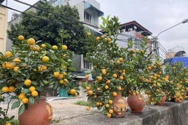 Thích thú với những chậu quất cảnh để bàn bé xíu