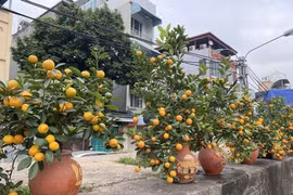 Thích thú với những chậu quất cảnh để bàn bé xíu