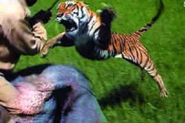 Video: Hổ nhảy lên lưng voi tấn công người quản tượng 