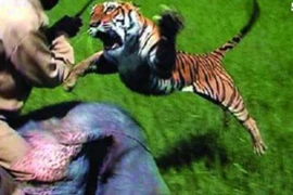 Video: Hổ nhảy lên lưng voi tấn công người quản tượng 