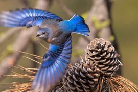 Ai sinh ngày Âm lịch này liên tục đón may mắn, nhận tin vui